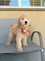 Mini teddy bear, a female Miniature Goldendoodle for sale in Rancho Cucamonga, CA – 3 of 4