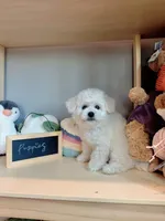 Mini Snowy, a male Bichon Frise for sale in Rancho Cucamonga, CA – 3 of 7