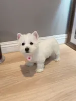 Westie girl, a female West Highland White Terrier for sale in Rancho Cucamonga, CA – Photo 4 of 7