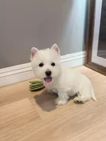 Westie girl, a female West Highland White Terrier for sale in Rancho Cucamonga, CA – Photo 7 of 7