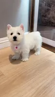 Westie girl, a female West Highland White Terrier for sale in Rancho Cucamonga, CA – Photo 1 of 7