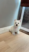 Westie girl, a female West Highland White Terrier for sale in Rancho Cucamonga, CA – Photo 2 of 7