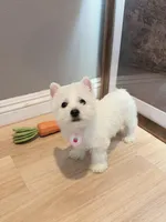 Westie girl, a female West Highland White Terrier for sale in Rancho Cucamonga, CA – Photo 5 of 7