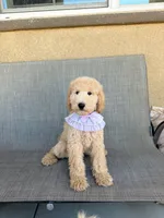 Mini bear, a female Miniature Goldendoodle for sale in Rancho Cucamonga, CA – 3 of 4