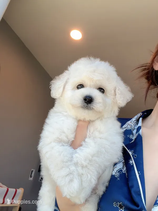 Mini Snowy – Bichon Frise puppy for sale in Rancho Cucamonga, CA