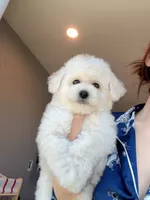 Mini Snowy, a male Bichon Frise for sale in Rancho Cucamonga, CA – 1 of 7