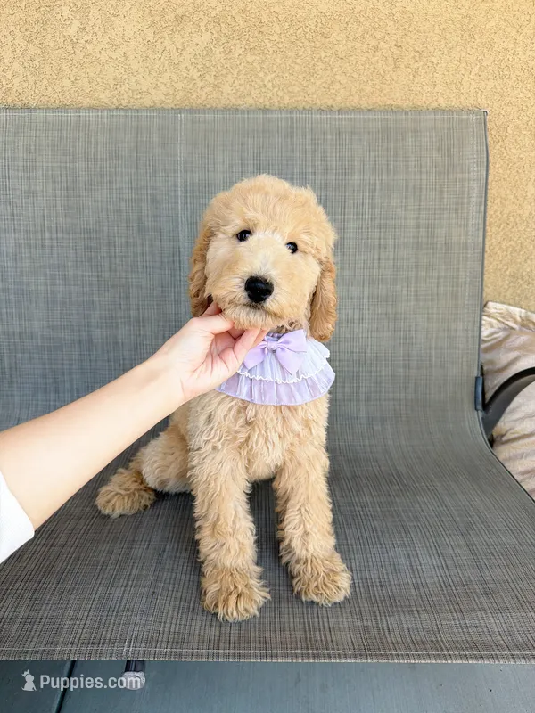 Mini bear – Miniature Goldendoodle puppy for sale in Rancho Cucamonga, CA