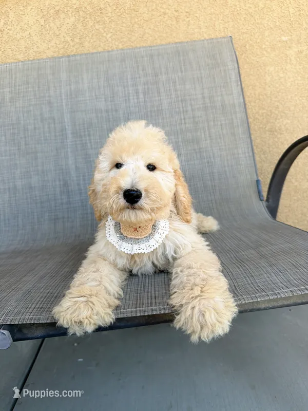 Mini peanut – Miniature Goldendoodle puppy for sale in Rancho Cucamonga, CA