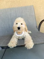 Mini peanut, a male Miniature Goldendoodle for sale in Rancho Cucamonga, CA – 1 of 4