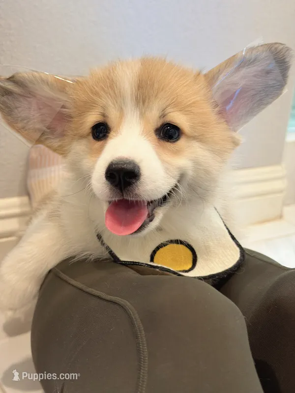 Coco w tail – Pembroke Welsh Corgi puppy for sale in Rancho Cucamonga, CA