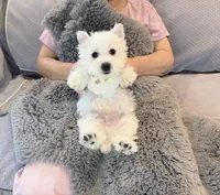 Snowball AKC boy, a male West Highland White Terrier for sale in Rancho Cucamonga, CA – Photo 2 of 4