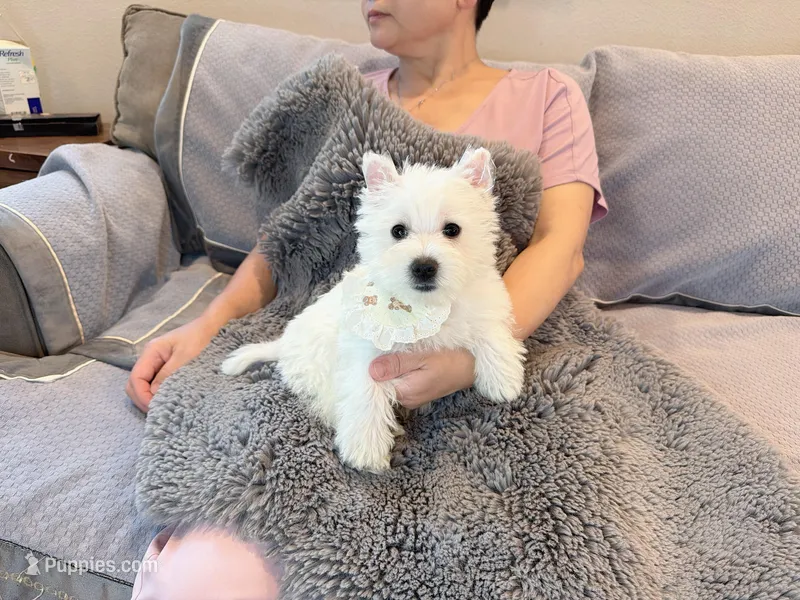 Snowball AKC boy – West Highland White Terrier puppy for sale in Rancho Cucamonga, CA