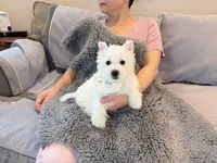 Snowball AKC boy, a male West Highland White Terrier for sale in Rancho Cucamonga, CA – Photo 1 of 4