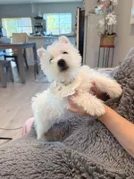 Snowball AKC boy, a male West Highland White Terrier for sale in Rancho Cucamonga, CA – Photo 3 of 4