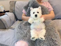 Snowball AKC boy, a male West Highland White Terrier for sale in Rancho Cucamonga, CA – Photo 4 of 4