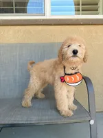Mini teddy bear, a female Miniature Goldendoodle for sale in Rancho Cucamonga, CA – 2 of 4