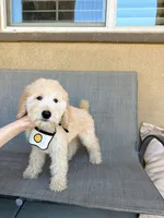Mini Nugget, a male Miniature Goldendoodle for sale in Rancho Cucamonga, CA – 4 of 4