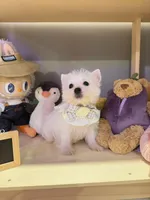 Pearl, a female West Highland White Terrier for sale in Rancho Cucamonga, CA – Photo 2 of 4