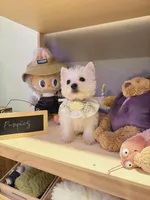 Pearl, a female West Highland White Terrier for sale in Rancho Cucamonga, CA – Photo 4 of 4