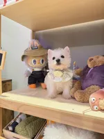 Pearl, a female West Highland White Terrier for sale in Rancho Cucamonga, CA – Photo 1 of 4