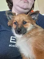 Honeybear, a female Pomeranian for sale in Ozark, MO – 5 of 5