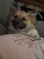 Honeybear, a female Pomeranian for sale in Ozark, MO – 3 of 5