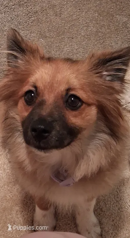 Honeybear – Pomeranian puppy for sale in Ozark, MO