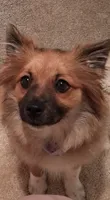 Honeybear, a female Pomeranian for sale in Ozark, MO – 1 of 5