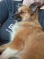 Honeybear, a female Pomeranian for sale in Ozark, MO – 2 of 5