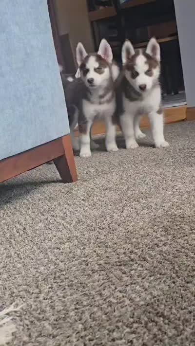 Facility video