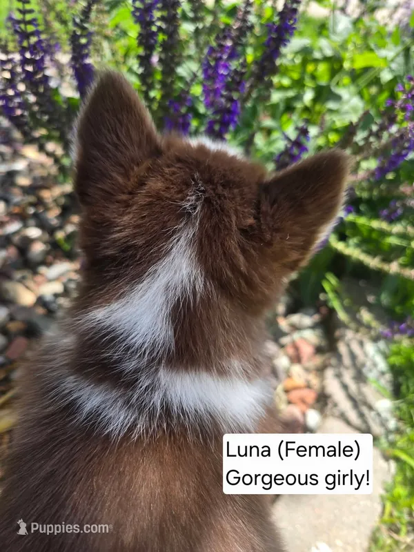 Luna – Siberian Husky puppy for sale in Norwalk, IA
