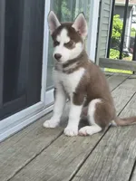 Matata, a female Siberian Husky for sale in Norwalk, IA – 2 of 5
