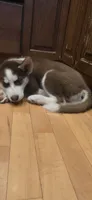 Matata, a female Siberian Husky for sale in Norwalk, IA – 3 of 5