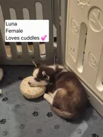 Luna, a female Siberian Husky for sale in Norwalk, IA – 2 of 4