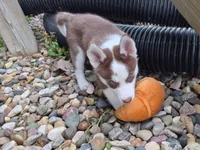 Puma, a female Siberian Husky for sale in Norwalk, IA – 3 of 3