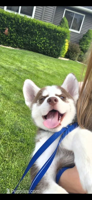 Matata, a female Siberian Husky for sale in Norwalk, IA – 1 of 5