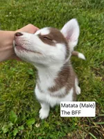 Matata, a male Siberian Husky for sale in Norwalk, IA – 3 of 4