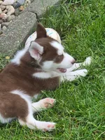 Matata, a male Siberian Husky for sale in Norwalk, IA – 4 of 4