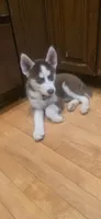 Matata, a female Siberian Husky for sale in Norwalk, IA – 4 of 5