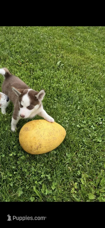 Puma – Siberian Husky puppy for sale in Norwalk, IA