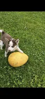 Puma, a female Siberian Husky for sale in Norwalk, IA – 1 of 3