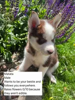 Matata, a male Siberian Husky for sale in Norwalk, IA – 2 of 4