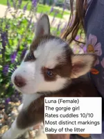 Luna, a female Siberian Husky for sale in Norwalk, IA – 3 of 4