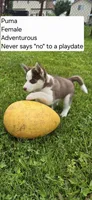 Puma, a female Siberian Husky for sale in Norwalk, IA – 2 of 3