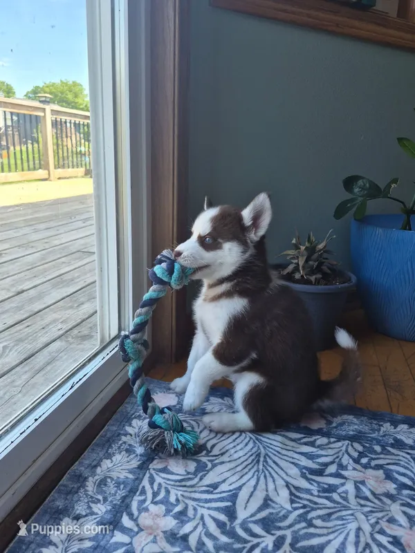 Matata – Siberian Husky puppy for sale in Norwalk, IA