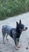 Blue heeler , a female Australian Cattle Dog for sale in Stites, ID – Photo 2 of 3