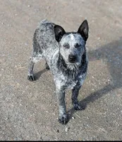 Blue heeler , a female Australian Cattle Dog for sale in Stites, ID – Photo 3 of 3