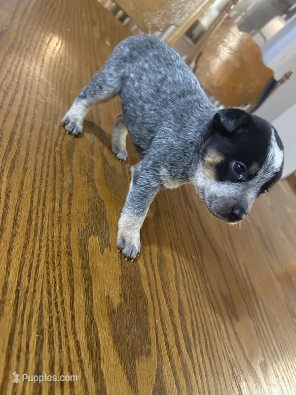 Blue heeler 
