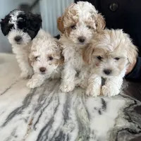 processed/98cb5b17-2506-41f3-b879-3e4ad72241b2/facility/10eb122d-7406-4c8a-bbc7-338770094642