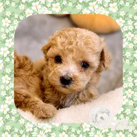 Lady , a female Maltipoo for sale in Watertown, TN – 2 of 2